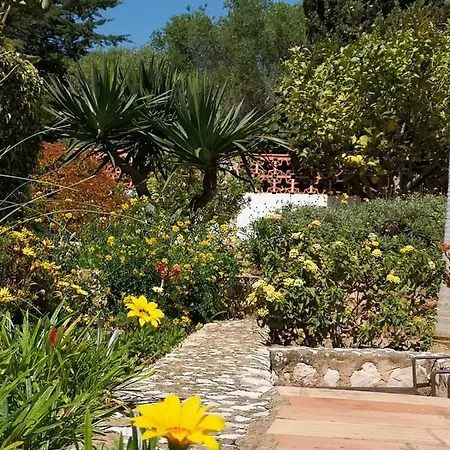 Strelitzia * Senhora da Luz